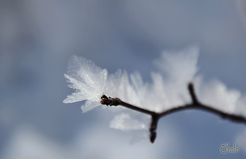 Anche d''inverno alberi hanno le foglie....